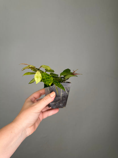 Hoya lacunosa Amarillo / a few cuttings in a pot