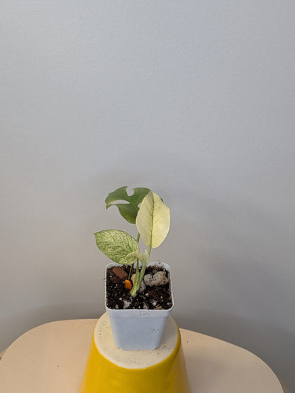 Raphidophora tetrasperma white monster variegated