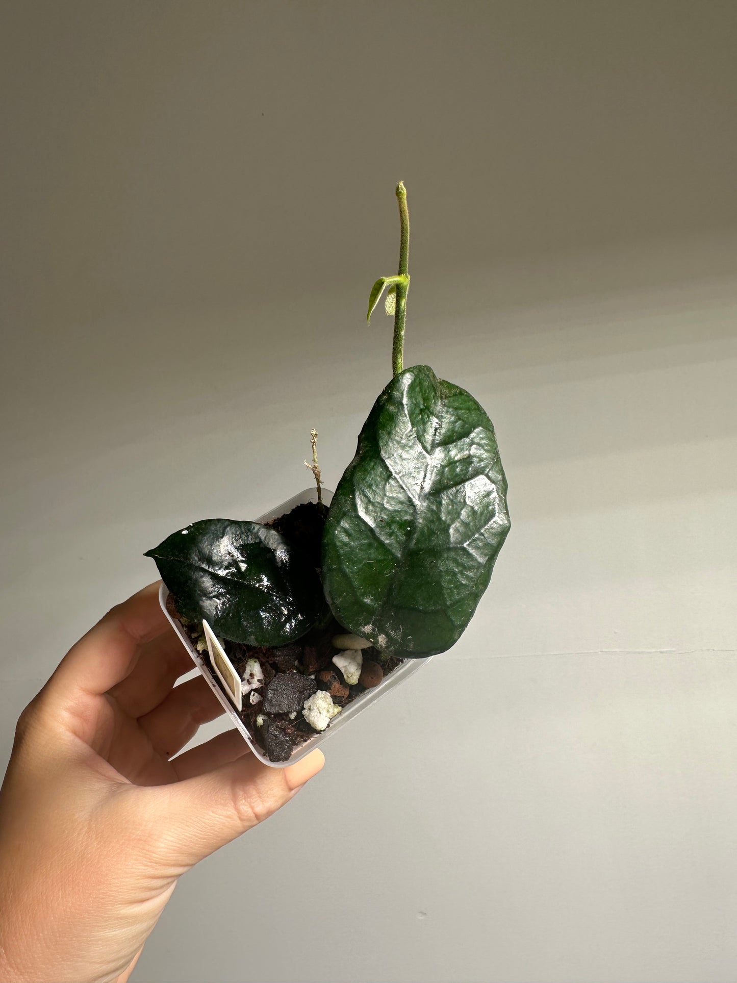 Hoya Vilosa Dang / the fuzzy underside of a leaf