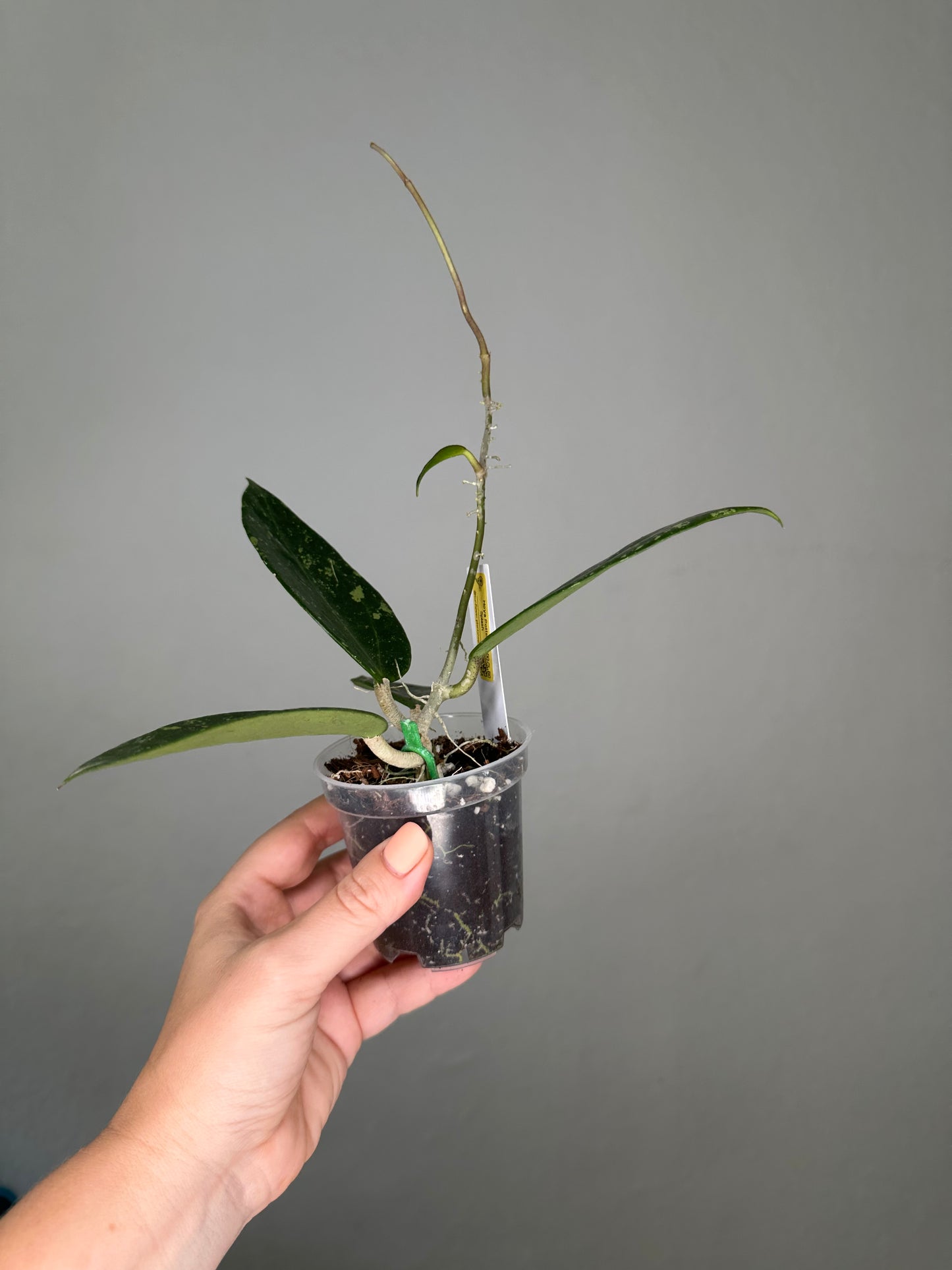 Hoya pottsii splash