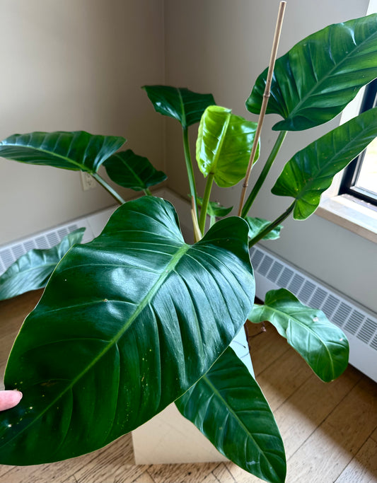 Philodendron melinonii XL / only pick up & delivery & shipping to Ontario
