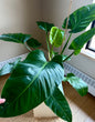 Philodendron melinonii XL / only pick up & delivery & shipping to Ontario