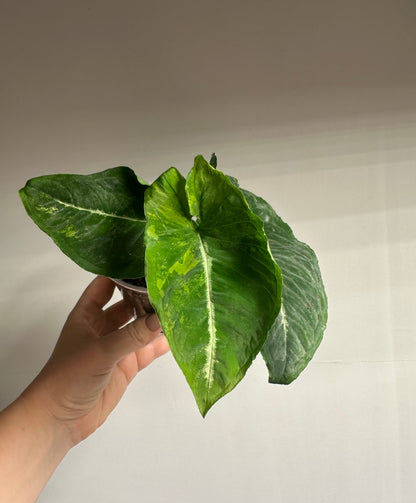 Syngonium scrambled eggs 🍳  low variegation