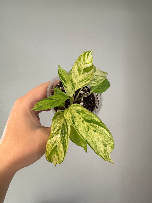 CTENANTHE LUBBERSIANA - VARIEGATA / uncommon plant🦄