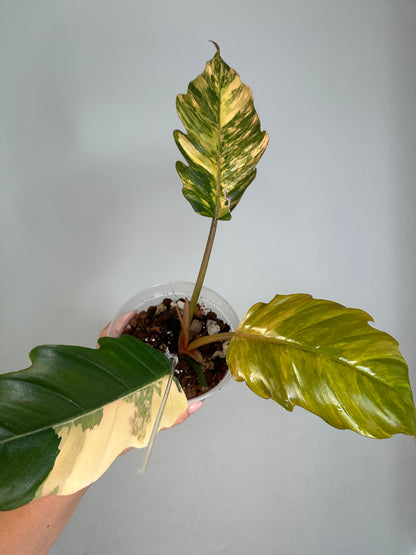 Philodendron caramel marble variegated