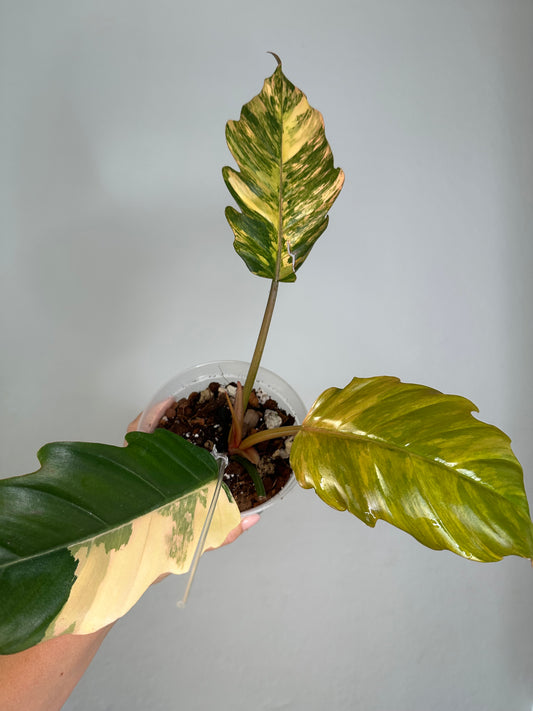 Philodendron caramel marble variegated