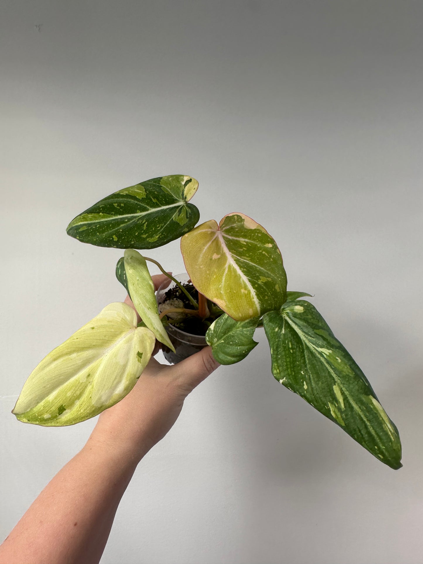 Philodendron gloriosum tricolor variegated