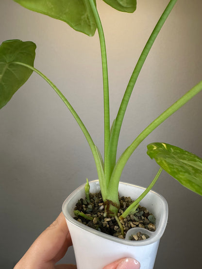 Alocasia acuminata variegated/ has THREe corms and baby / uncommon alocasia 🦄