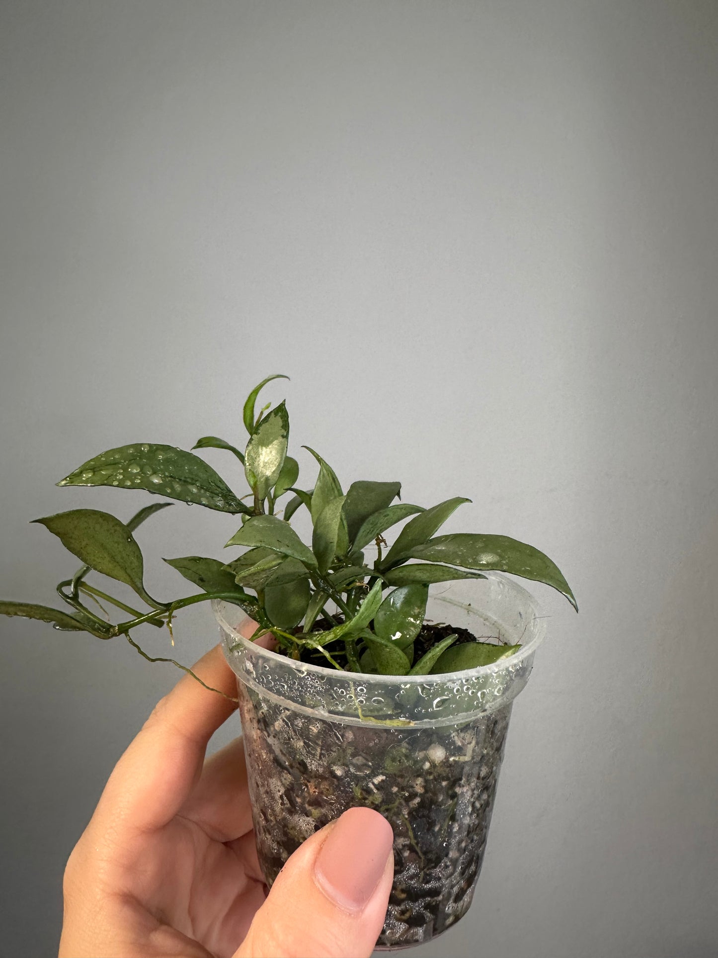 Hoya lacunosa silver 🩶 / a few cuttings in a pot