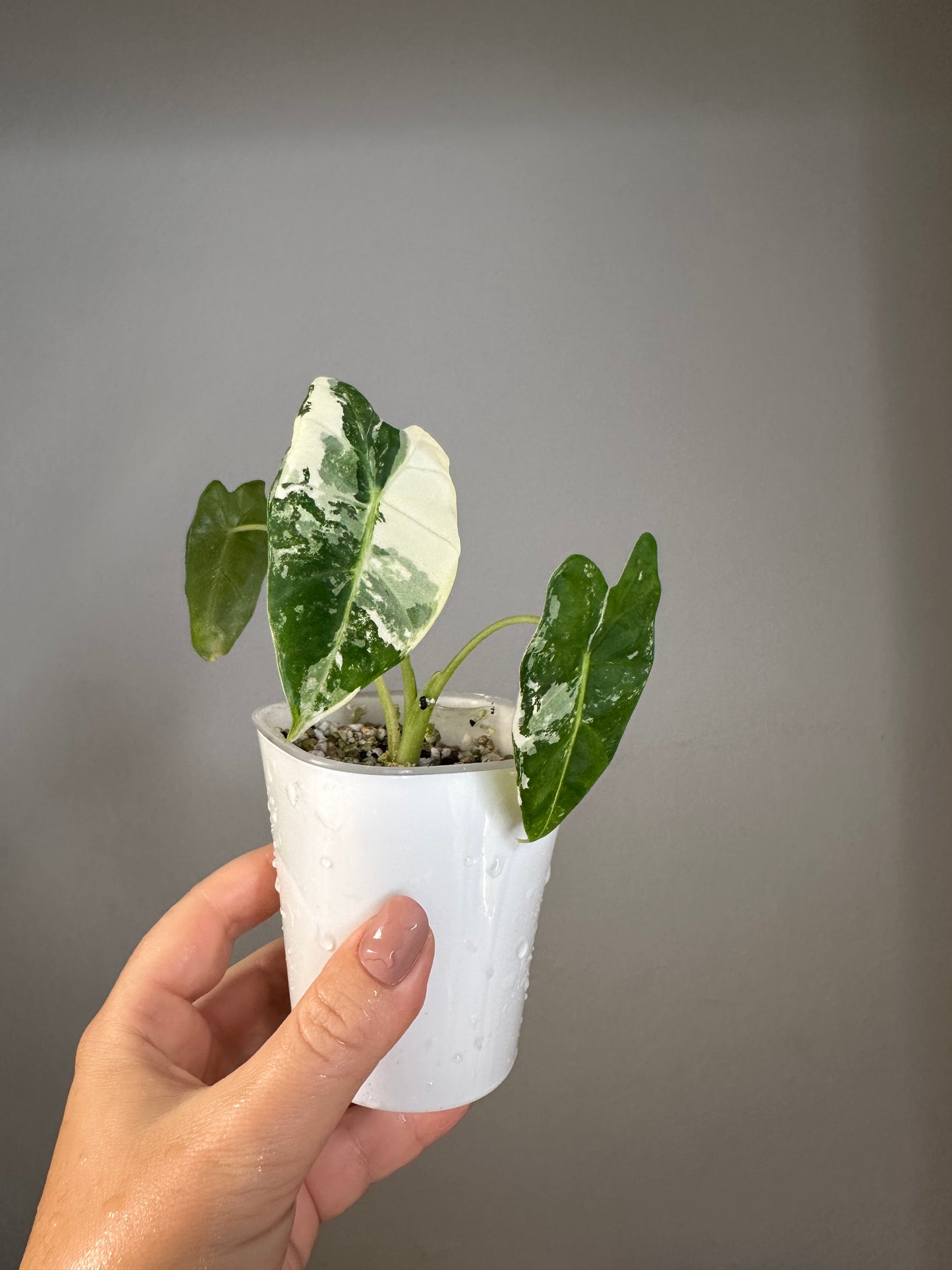 Alocasia Frydek variegated  🦄