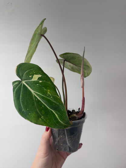 Philodendron gloriosum tricolor variegated