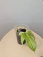 Philodendron Florida Beauty mint (ghost)