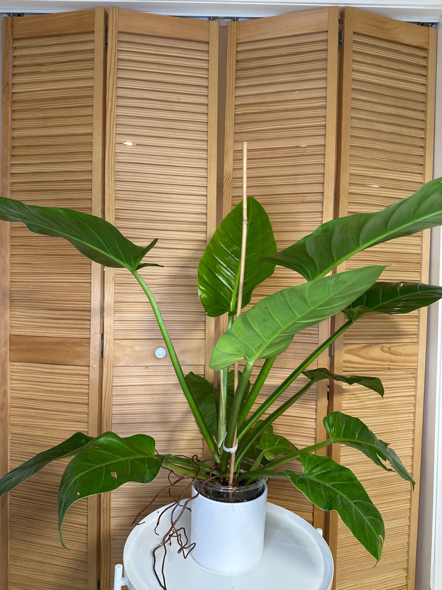 Philodendron melinonii XL / only pick up & delivery & shipping to Ontario