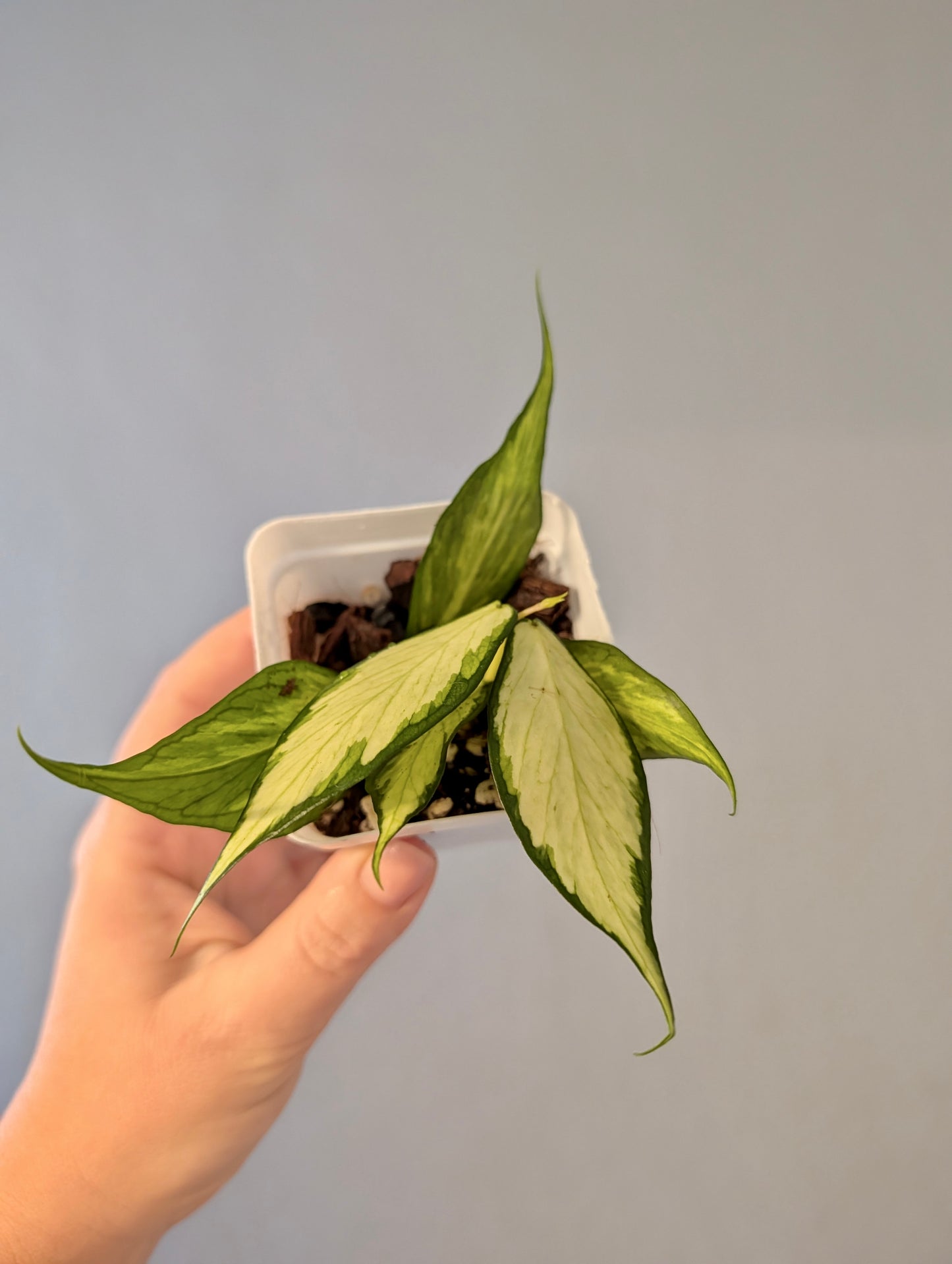 Hoya Polyneura inner variegated / first photo - mother plant / two cuttings in a pot