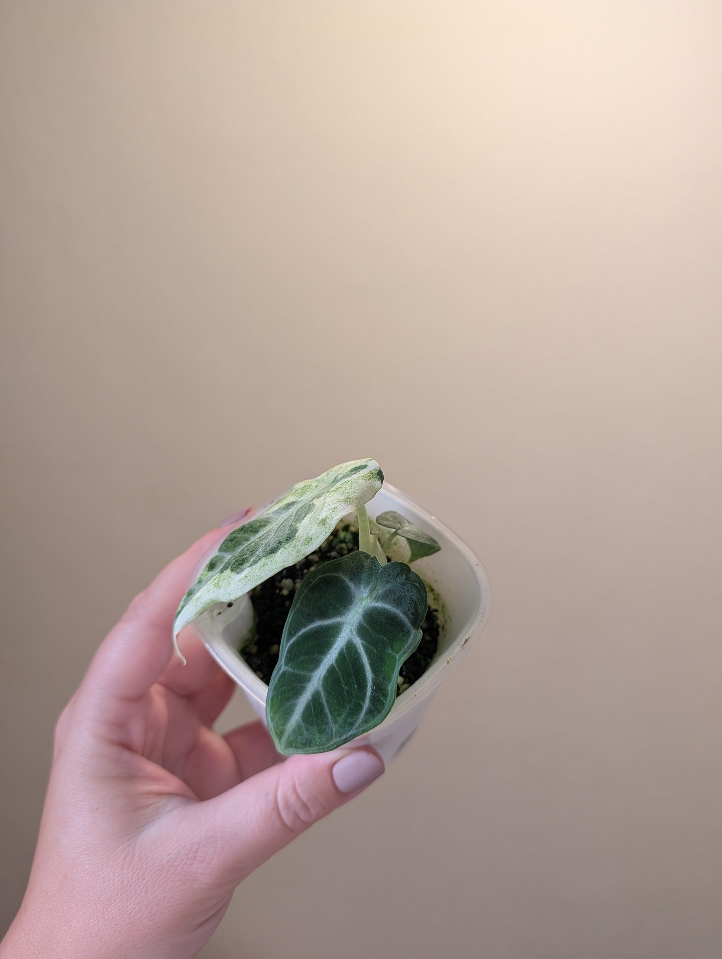 Alocasia ninja variegated