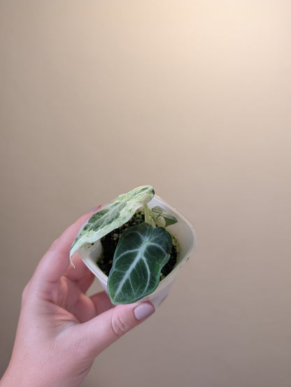 Alocasia ninja variegated