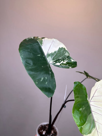 Alocasia black stem variegated / top variegation