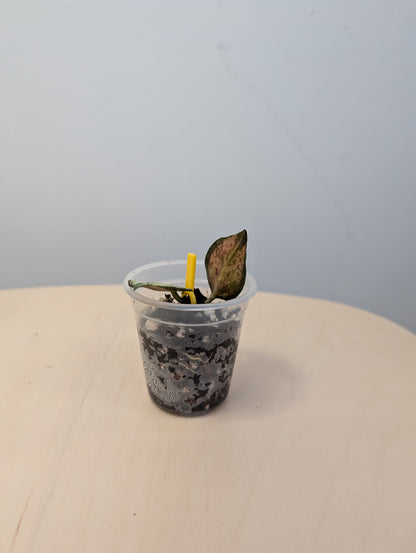 Hoya nabawanensis panaché / une bouture avec une nouvelle pousse et des racines