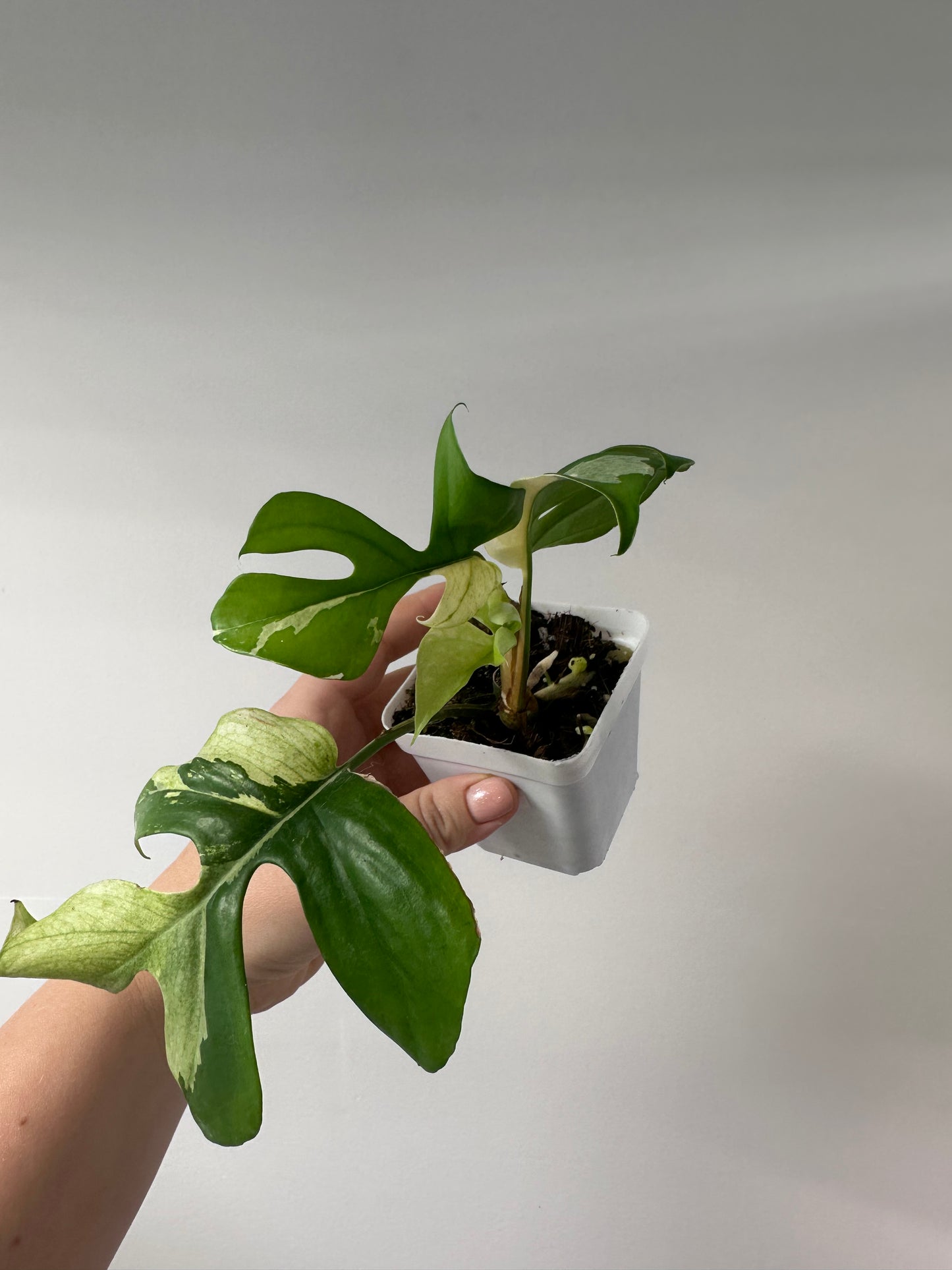 Raphidophora tetrasperma albo variegated