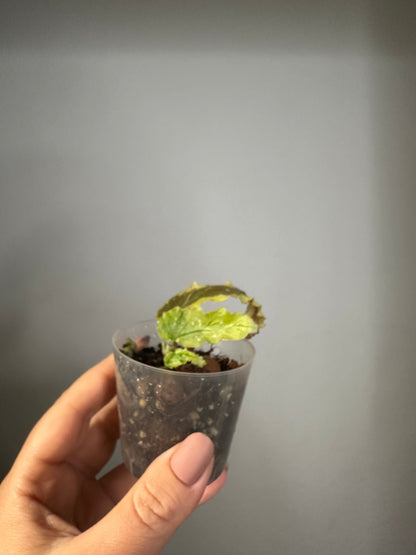 Begonia Dainty Spray Sport / rare