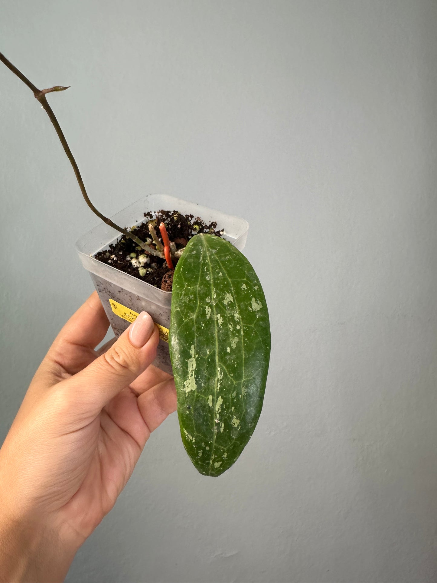Hoya loei province