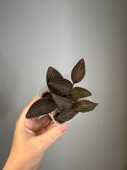 Jewel Orchid Ludisia Discolor Spiderman / three growing points