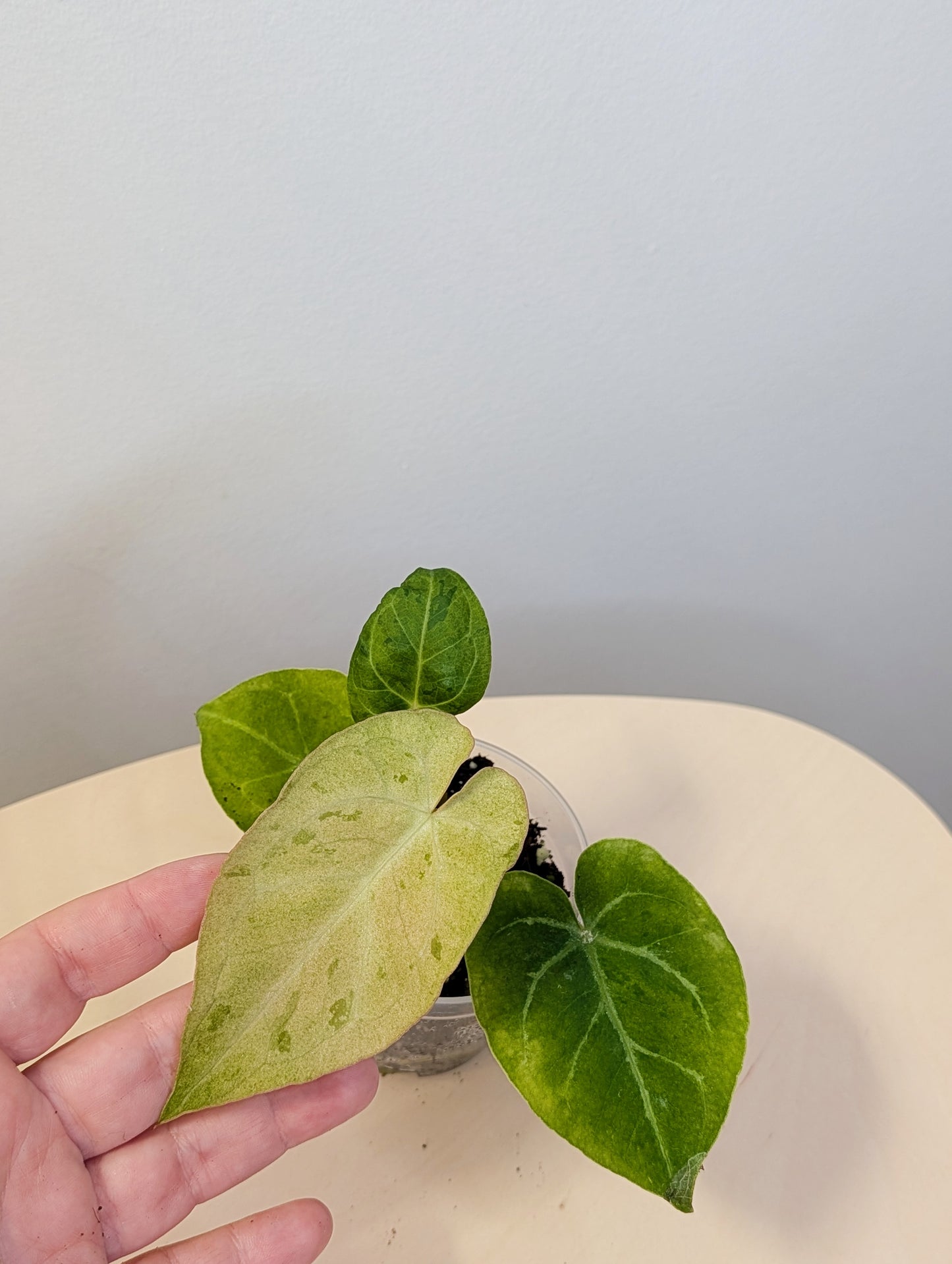 Anthurium crystallinum mint variegated/ sparkling minty leaves / first photo - mother plant