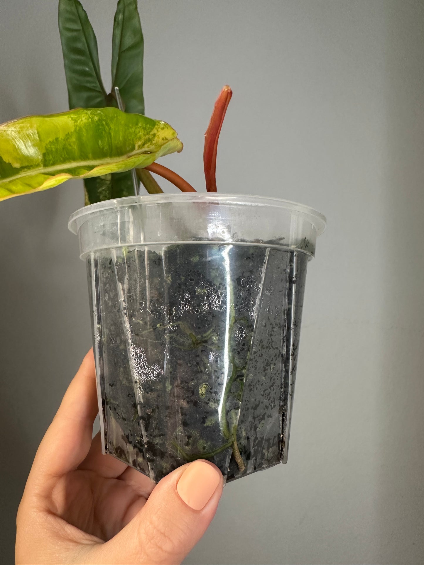 Philodendron Billitae variegated