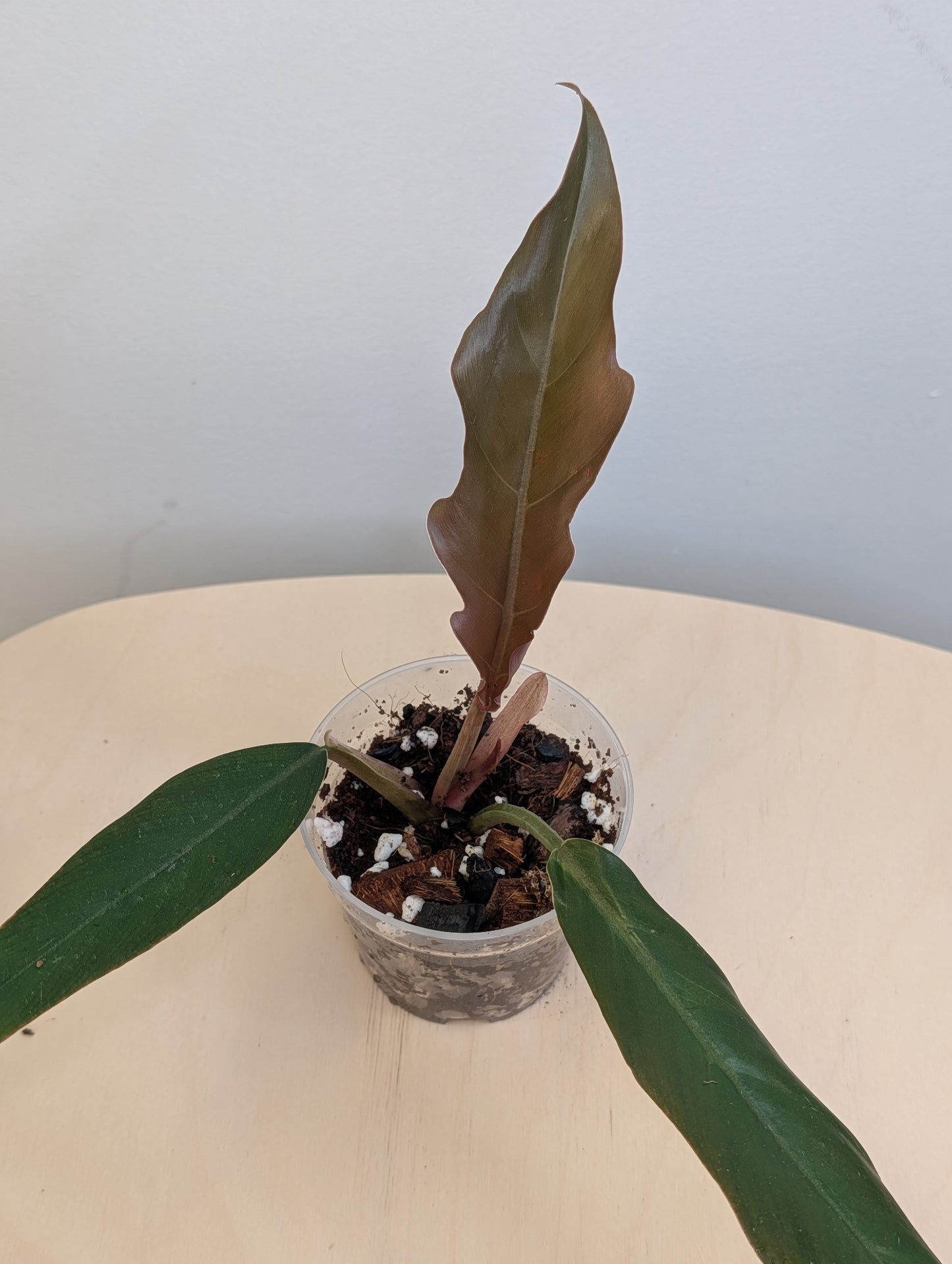 Philodendron caramel marble variegated / green baby from the variegated plant