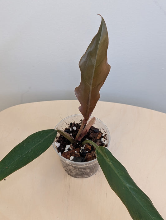 Philodendron caramel marble variegated / green baby from the variegated plant