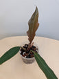 Philodendron caramel marble variegated / green baby from the variegated plant