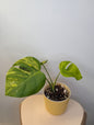 Monstera yellow variegated