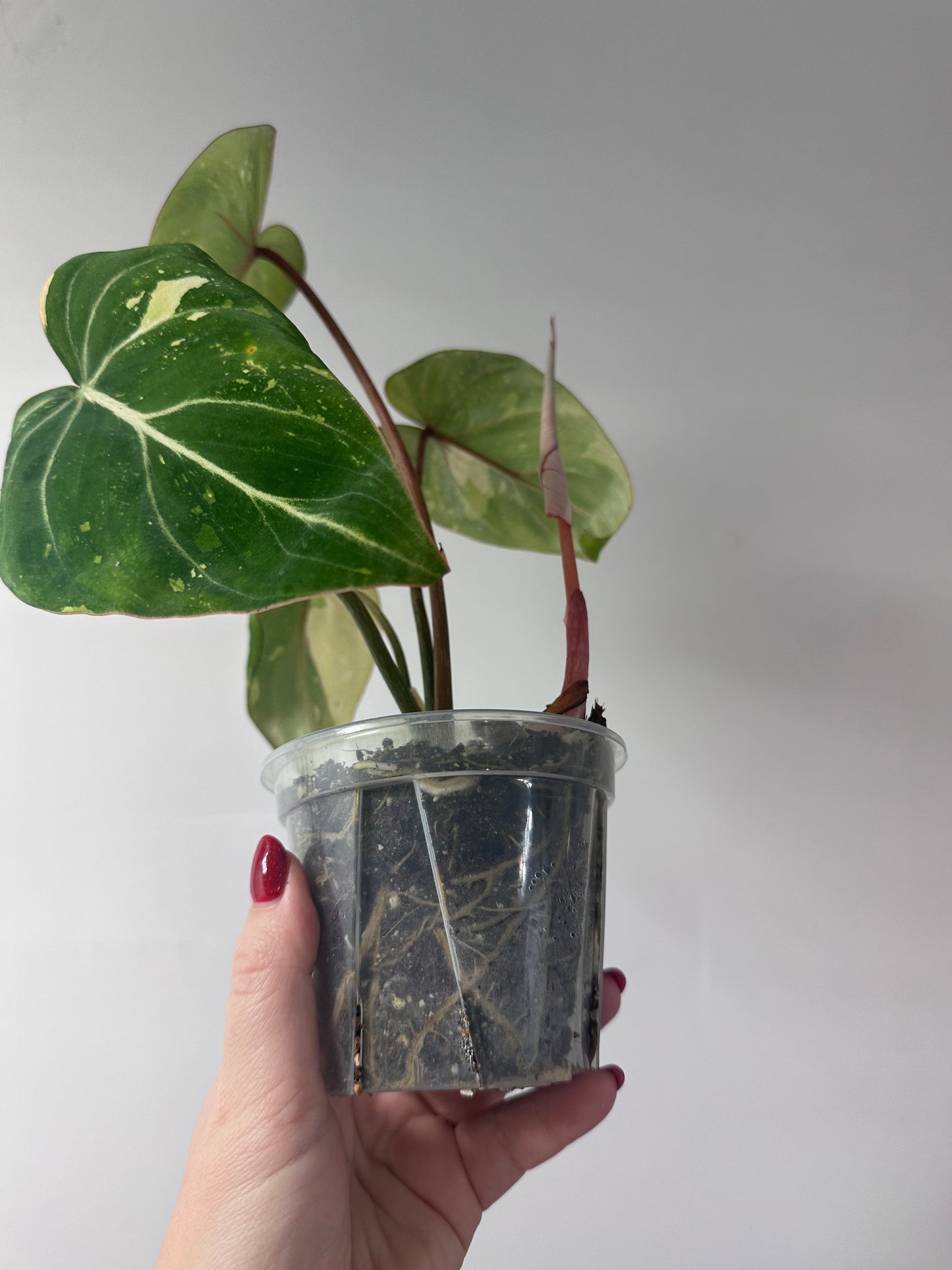 Philodendron gloriosum tricolor variegated