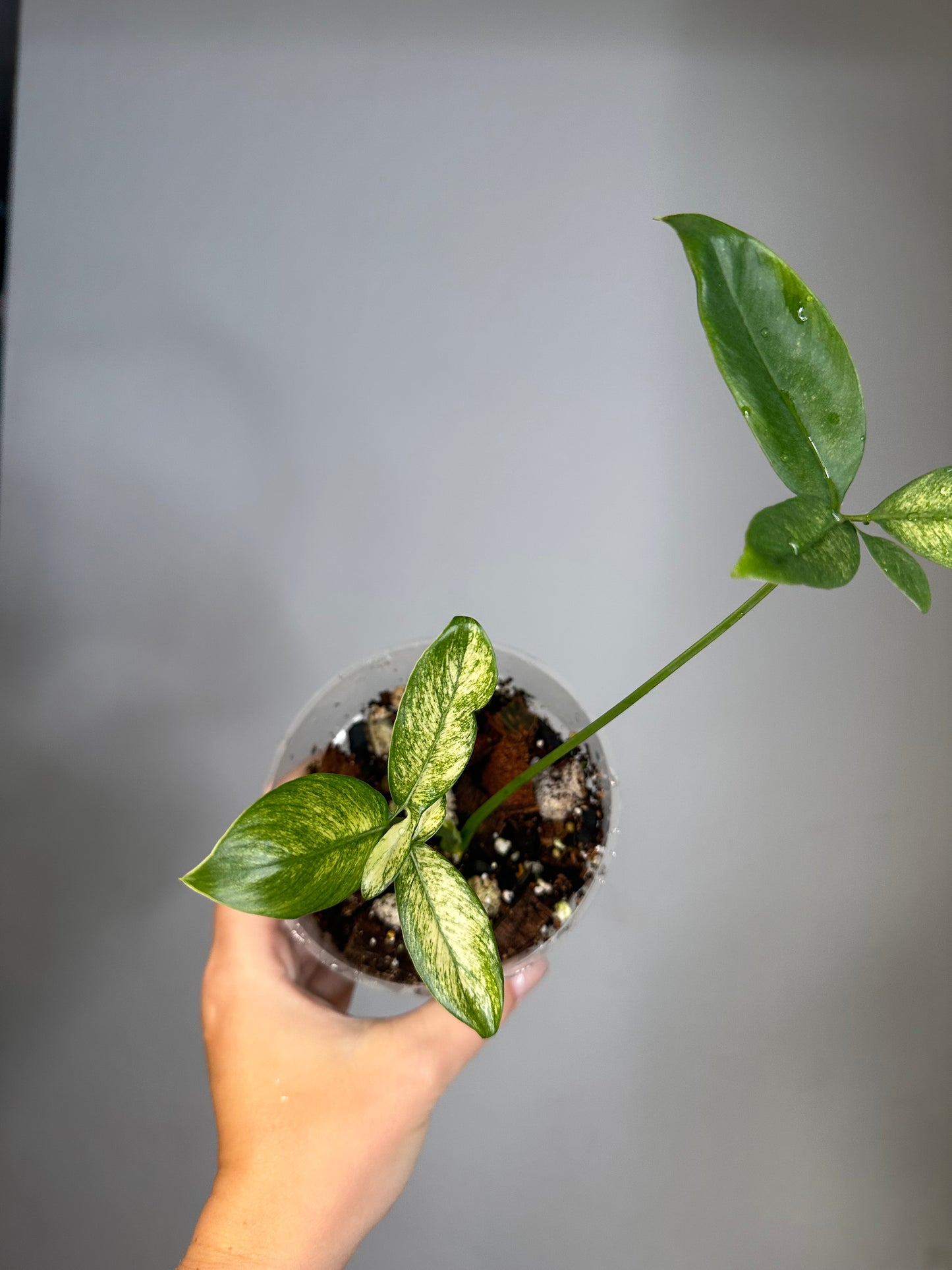 philodendron goeldii mint Philodendron Goeldii Mint / Thaumatophyllum spruceanum Mint – Sunflower Plant Shop