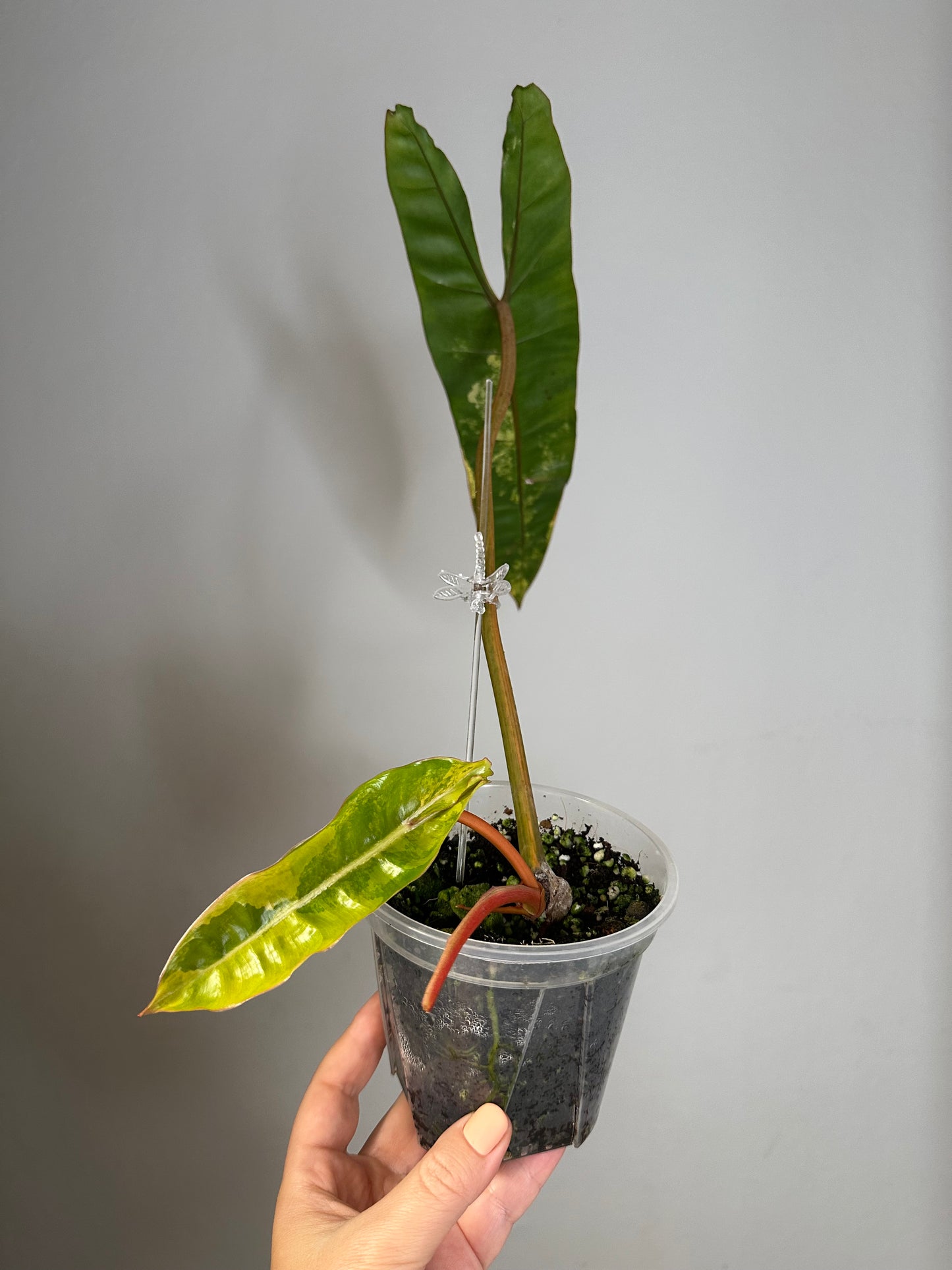 Philodendron Billitae variegated