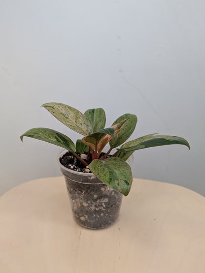 Philodendron green Congo mint variegated dwarf