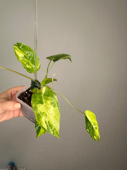 Philodendron burle Marx variegated / top variegation 💛