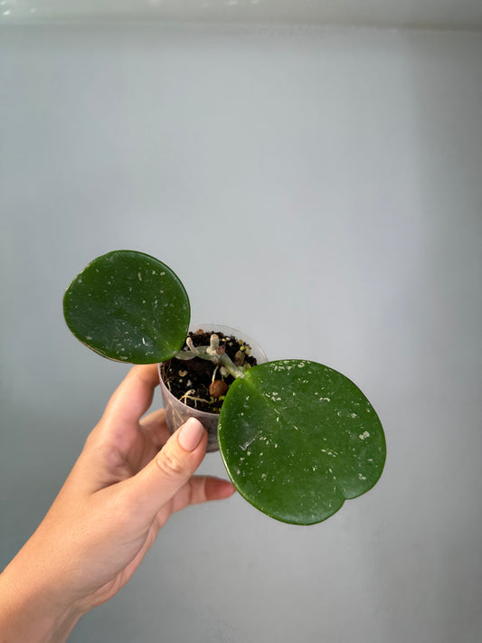 Hoya obovata splash