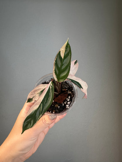 Ctenanthe oppenheimiana / rare