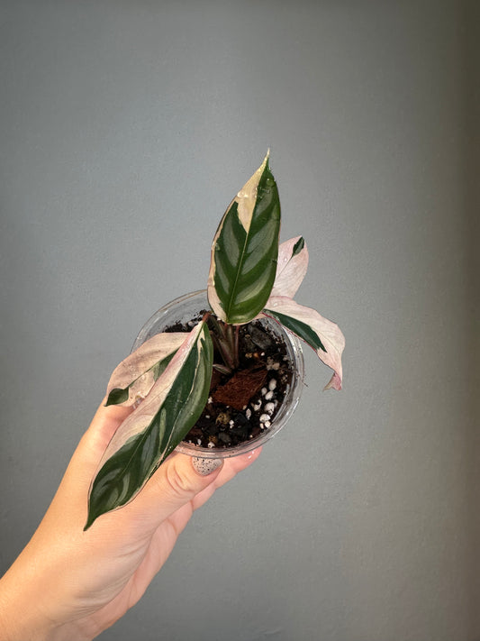 Ctenanthe oppenheimiana / rare