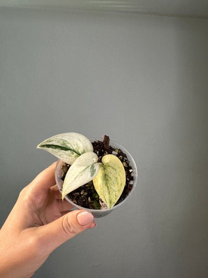 Scindapsus mayari