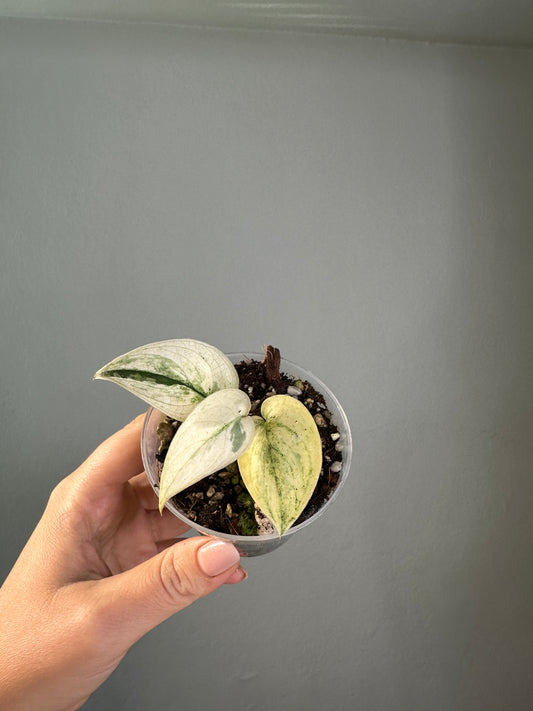 Scindapsus mayari