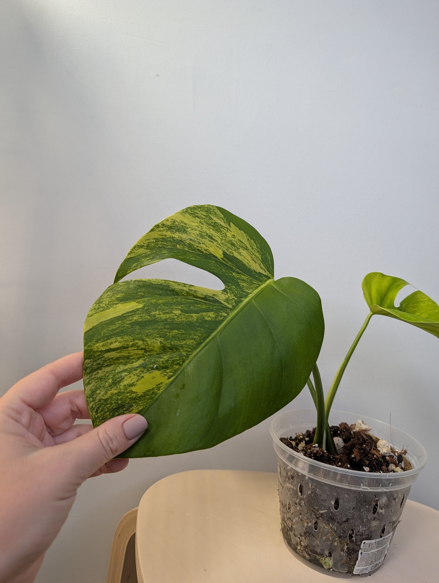 Monstera yellow variegated