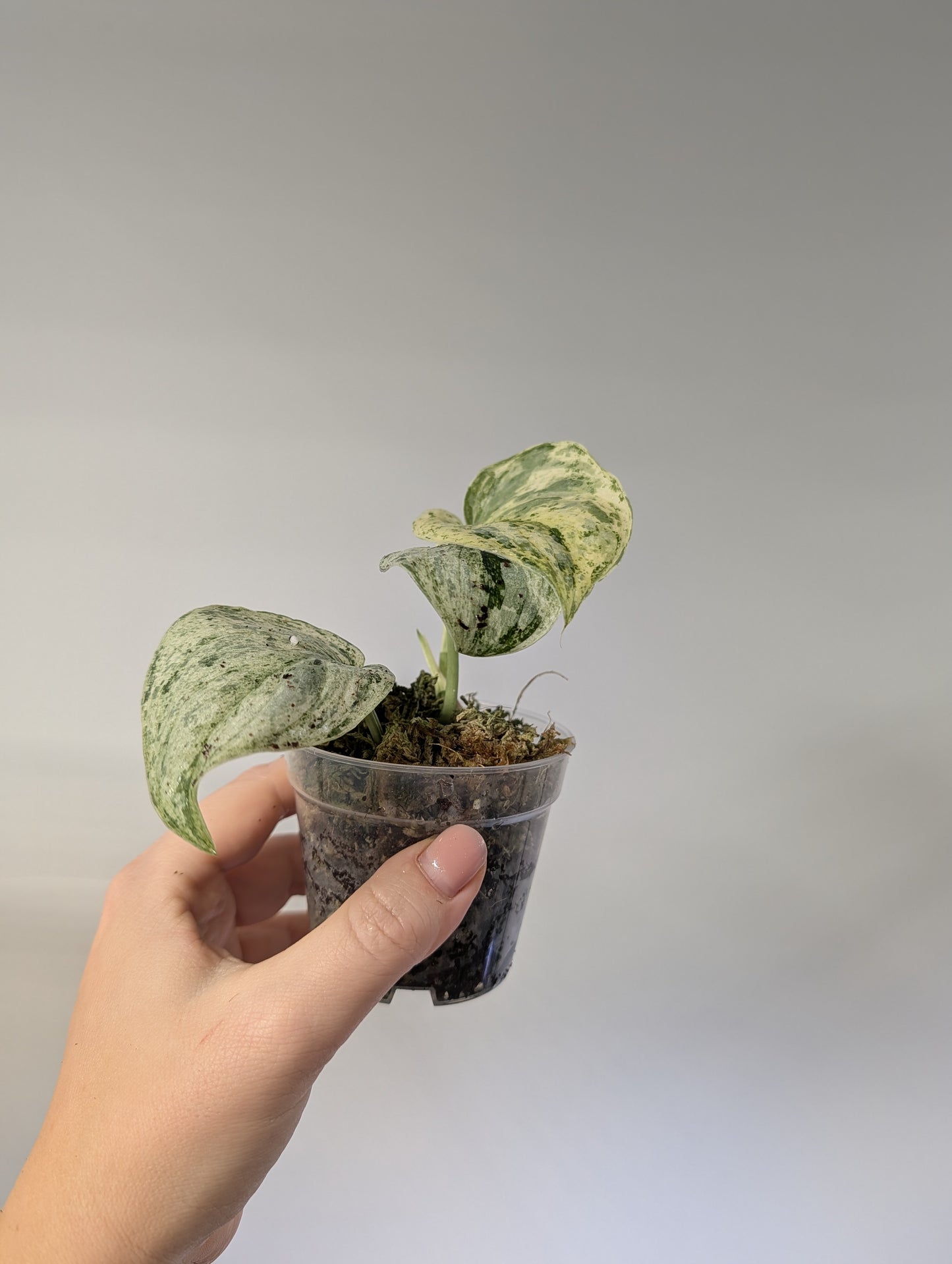 Scindapsus peasun variegated