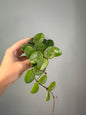 Hoya Mathilde silver splash