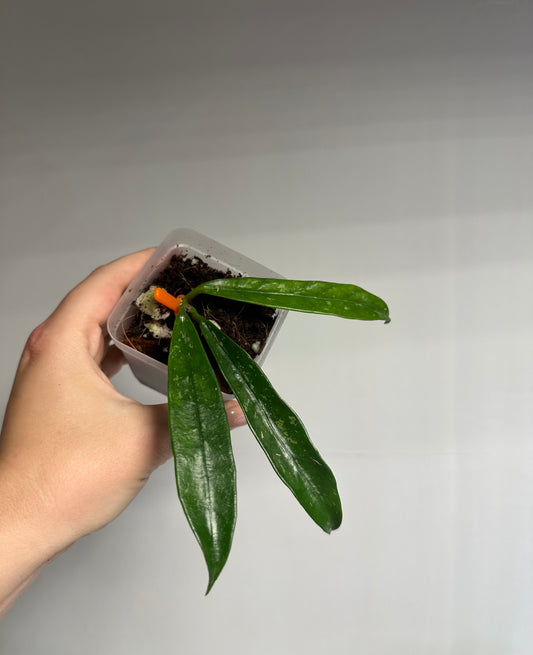 Hoya griffithii splash