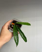 Hoya griffithii splash