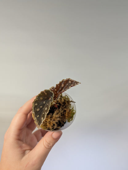 Begonia Dinhdui & Umbellata