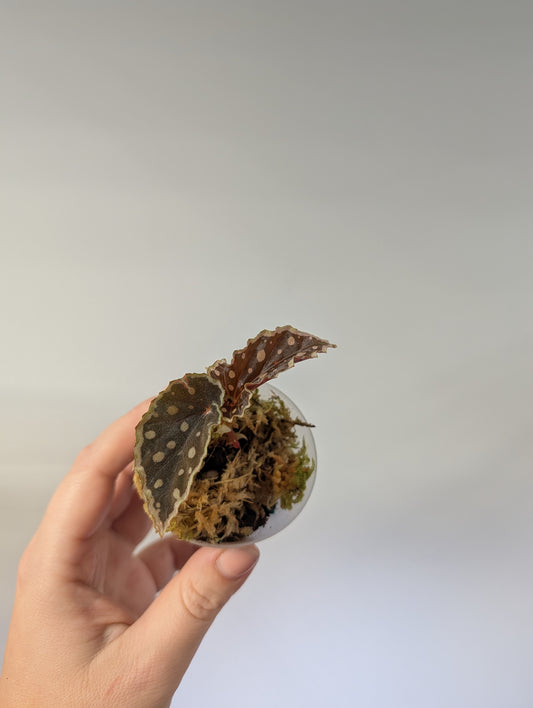 Begonia Dinhdui & Umbellata