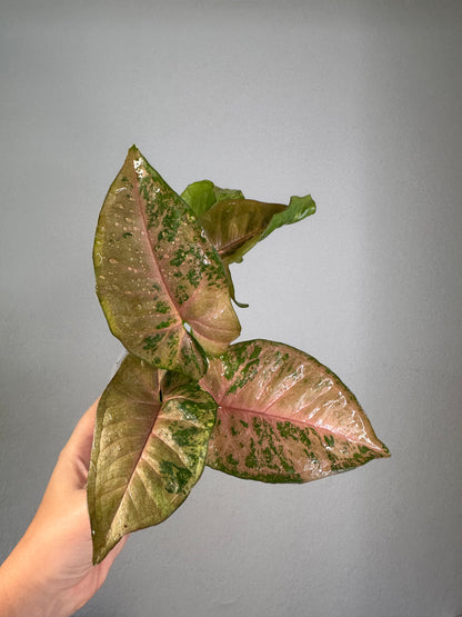 Syngonium pink freckles